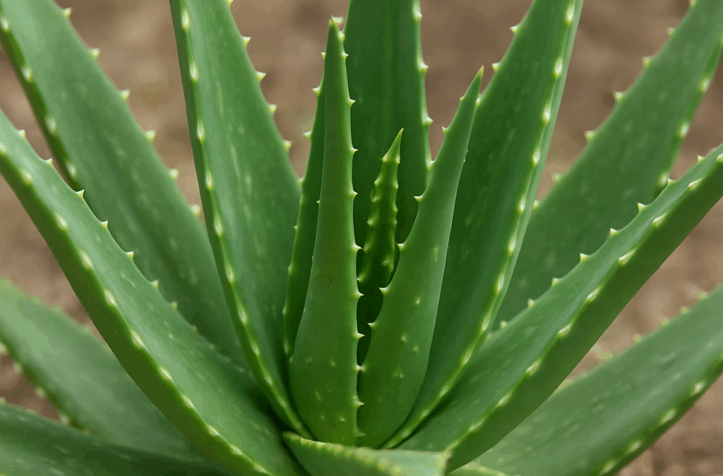 Boutique Forever à Orléans – Produits bien-être naturels à base d’Aloe Vera