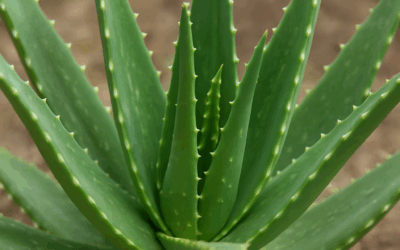 Boutique Forever à Orléans – Produits bien-être naturels à base d’Aloe Vera